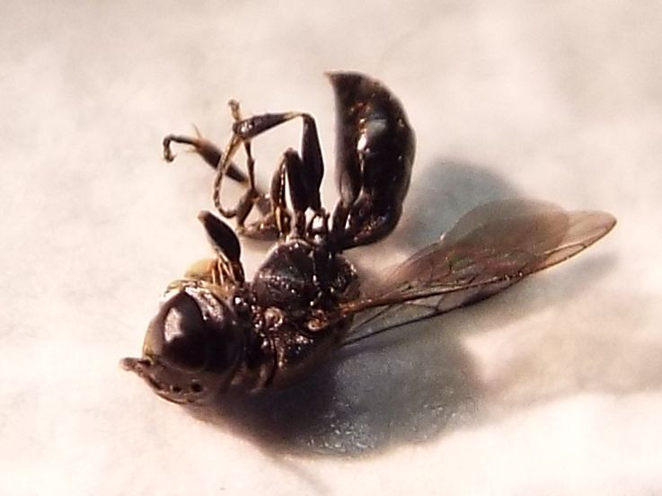 Crossocerus sp., Crabronidae