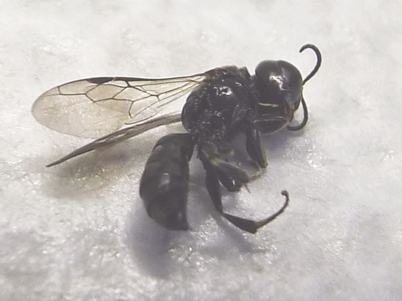 Crossocerus sp., Crabronidae