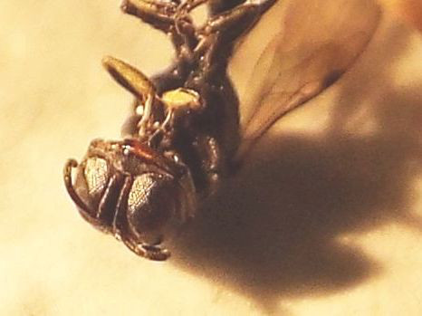 Crossocerus sp., Crabronidae