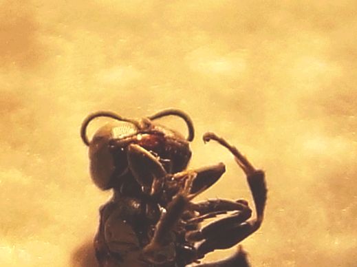 Crossocerus sp., Crabronidae