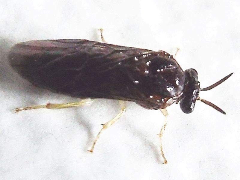 Da id. (Tenthredinidae ?)  No, Argidae:  Aproceros leucopoda