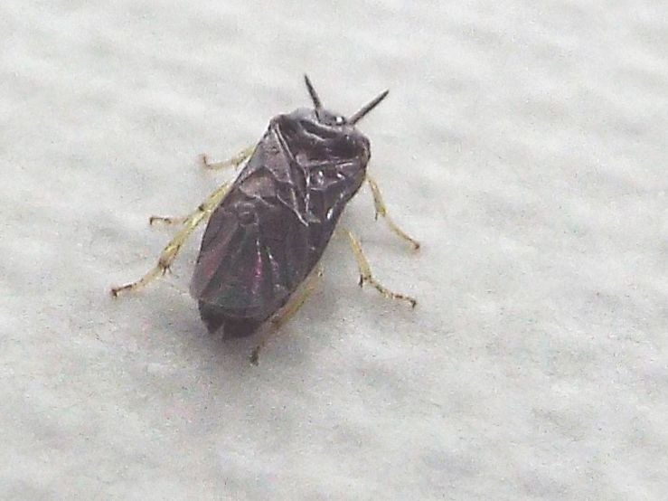 Da id. (Tenthredinidae ?)  No, Argidae:  Aproceros leucopoda