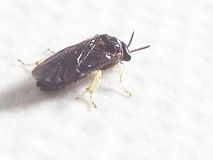 Da id. (Tenthredinidae ?)  No, Argidae:  Aproceros leucopoda