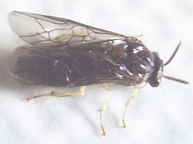 Da id. (Tenthredinidae ?)  No, Argidae:  Aproceros leucopoda