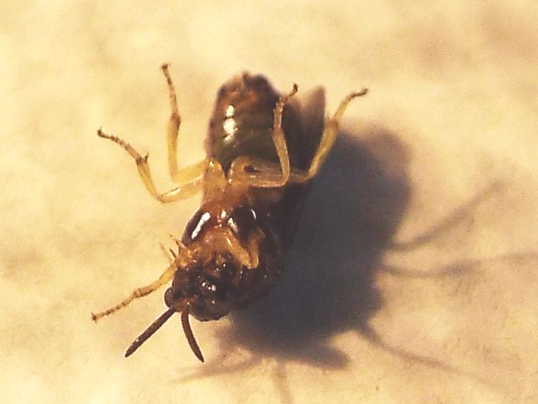 Da id. (Tenthredinidae ?)  No, Argidae:  Aproceros leucopoda