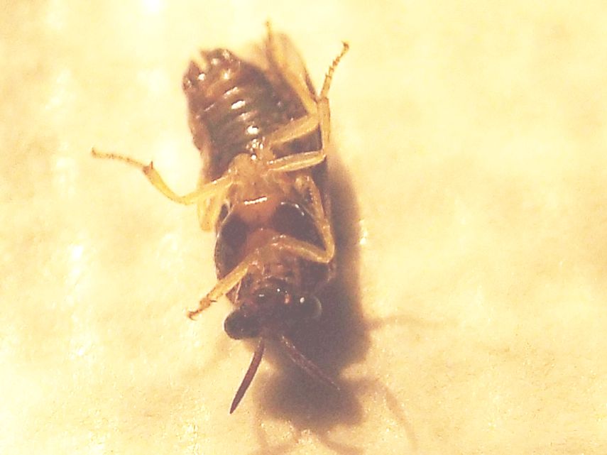 Da id. (Tenthredinidae ?)  No, Argidae:  Aproceros leucopoda