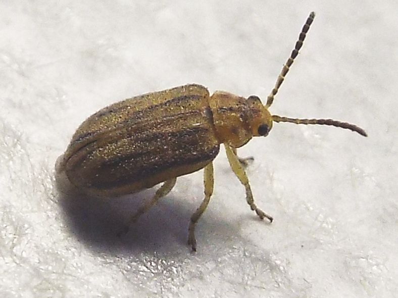 Chrysomelidae: Ophraella communa