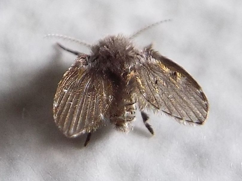 Psychodidae da identificare: Clogmia albipunctata