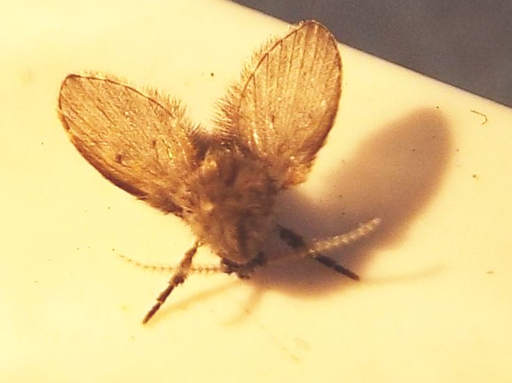 Psychodidae da identificare: Clogmia albipunctata