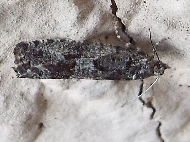 Da identificare: Zeiraphera griseana - Tortricidae