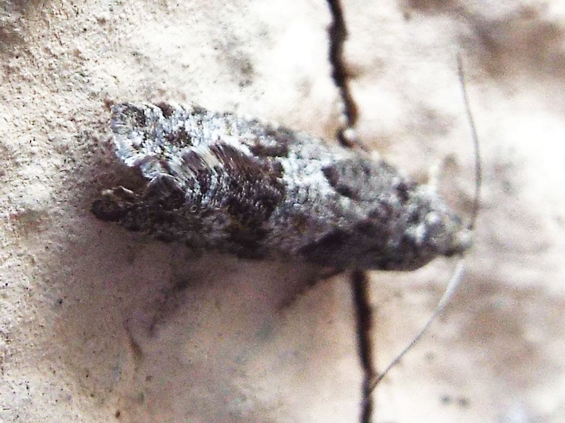 Da identificare: Zeiraphera griseana - Tortricidae