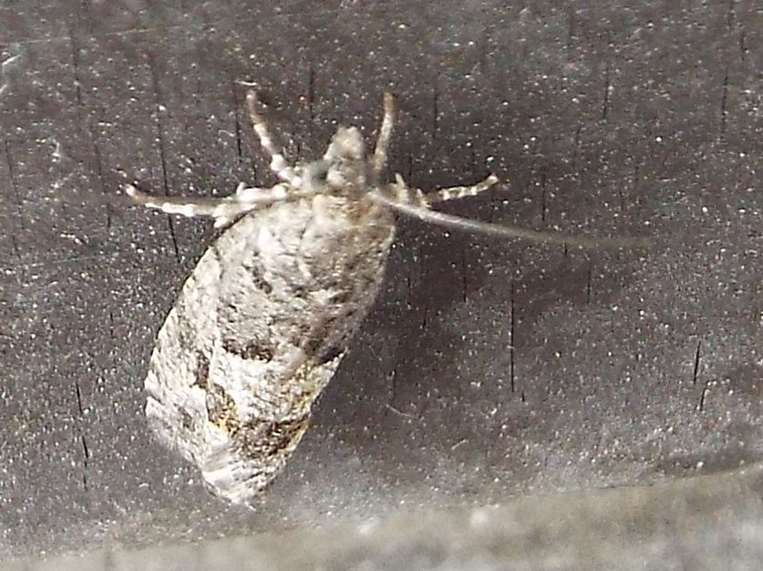 Da identificare: Zeiraphera griseana - Tortricidae