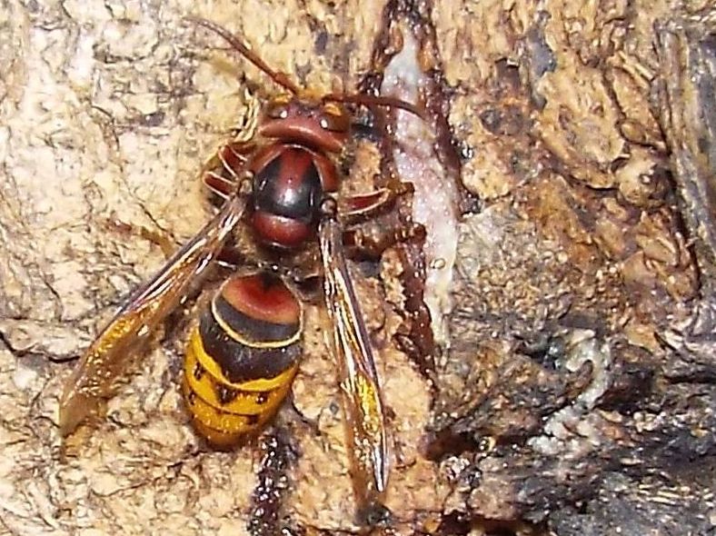 Che golosi questi calabroni  (Vespa crabro) !