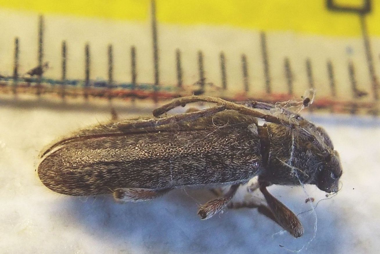 Cerambycidae:  Trichoferus fasciculatus