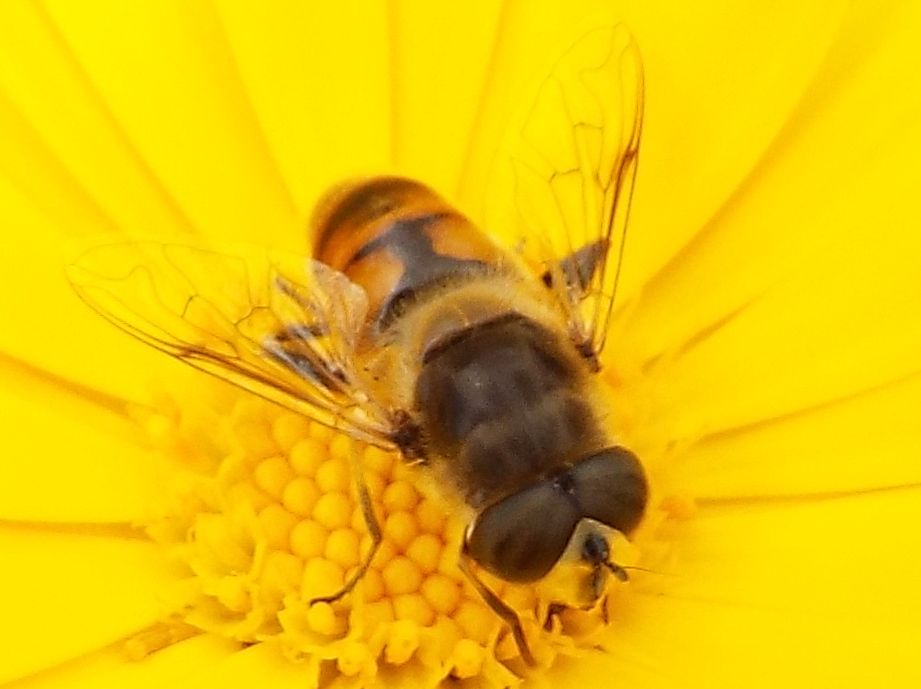 Syrphidae da identificare:  Eristalis tenax (m. e f.) ed Eristalis abusiva o arbustorum