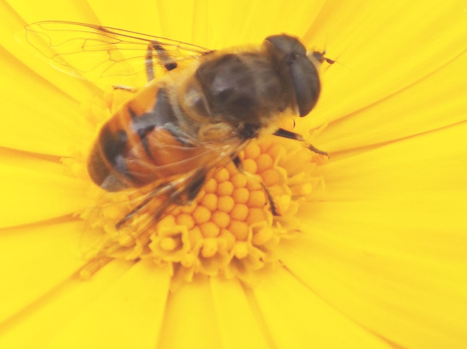 Syrphidae da identificare:  Eristalis tenax (m. e f.) ed Eristalis abusiva o arbustorum