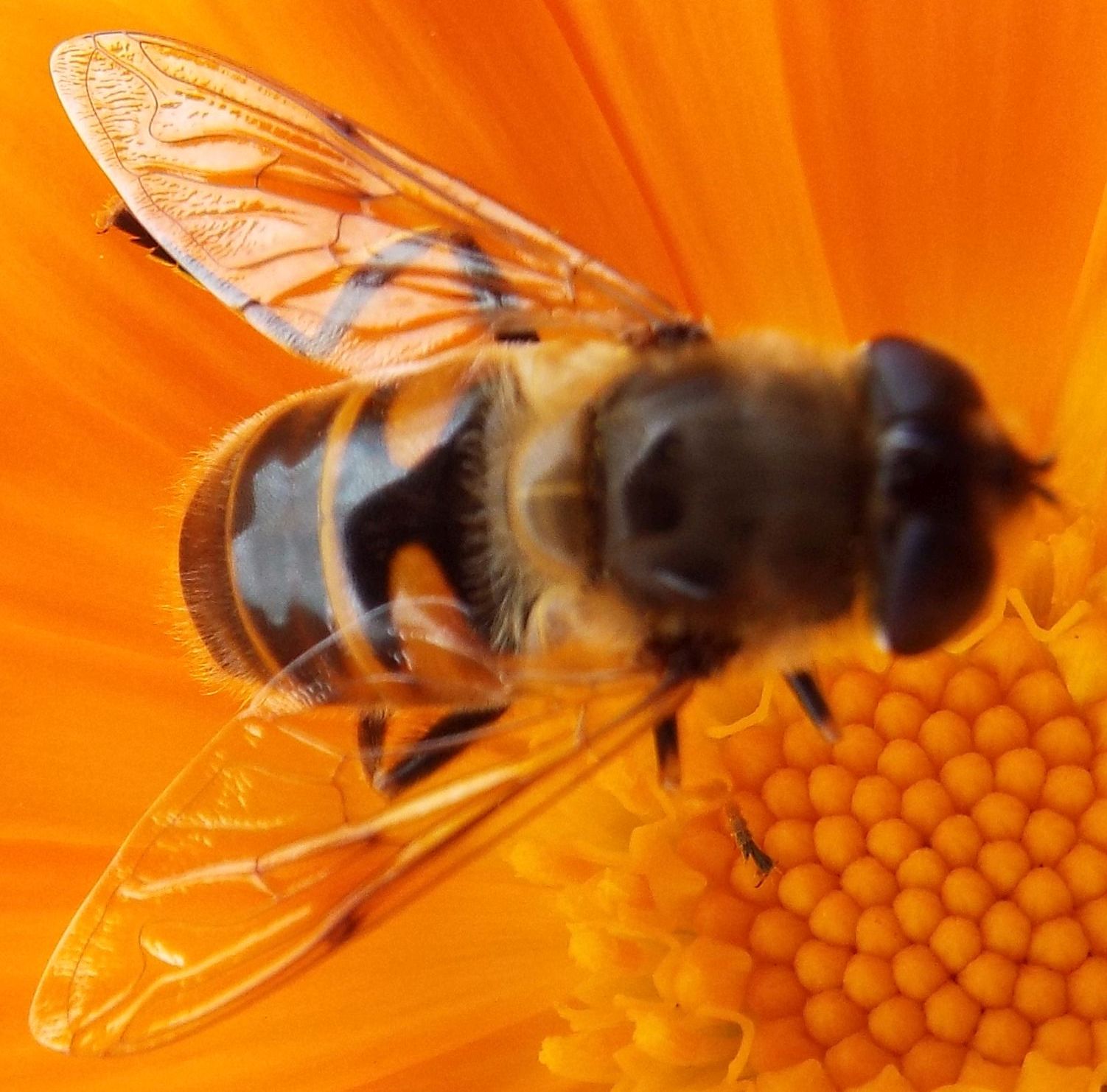 Syrphidae da identificare:  Eristalis tenax (m. e f.) ed Eristalis abusiva o arbustorum