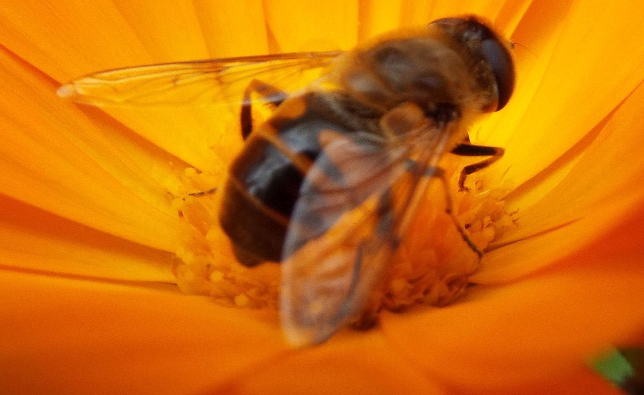 Syrphidae da identificare:  Eristalis tenax (m. e f.) ed Eristalis abusiva o arbustorum