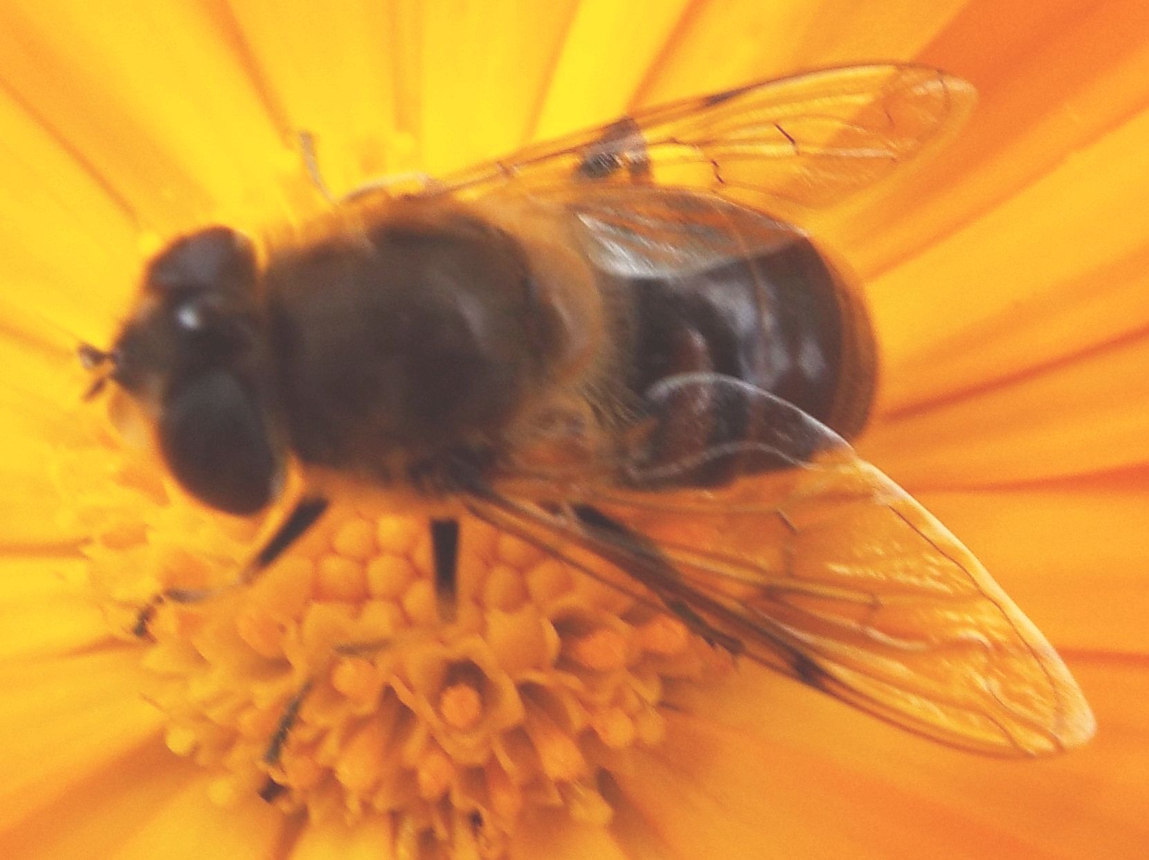 Syrphidae da identificare:  Eristalis tenax (m. e f.) ed Eristalis abusiva o arbustorum