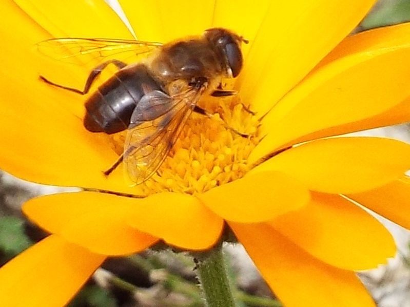 Syrphidae da identificare:  Eristalis tenax (m. e f.) ed Eristalis abusiva o arbustorum