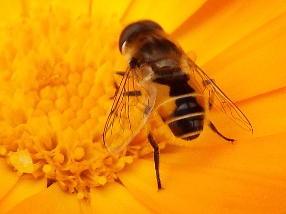 Syrphidae da identificare:  Eristalis tenax (m. e f.) ed Eristalis abusiva o arbustorum