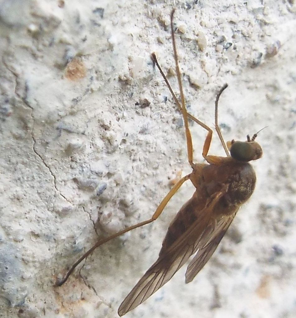 Altro Dolichopodidae? No, femmina di Chrysopilus (Rhagionidae)