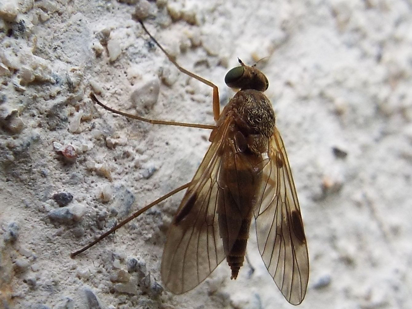 Altro Dolichopodidae? No, femmina di Chrysopilus (Rhagionidae)