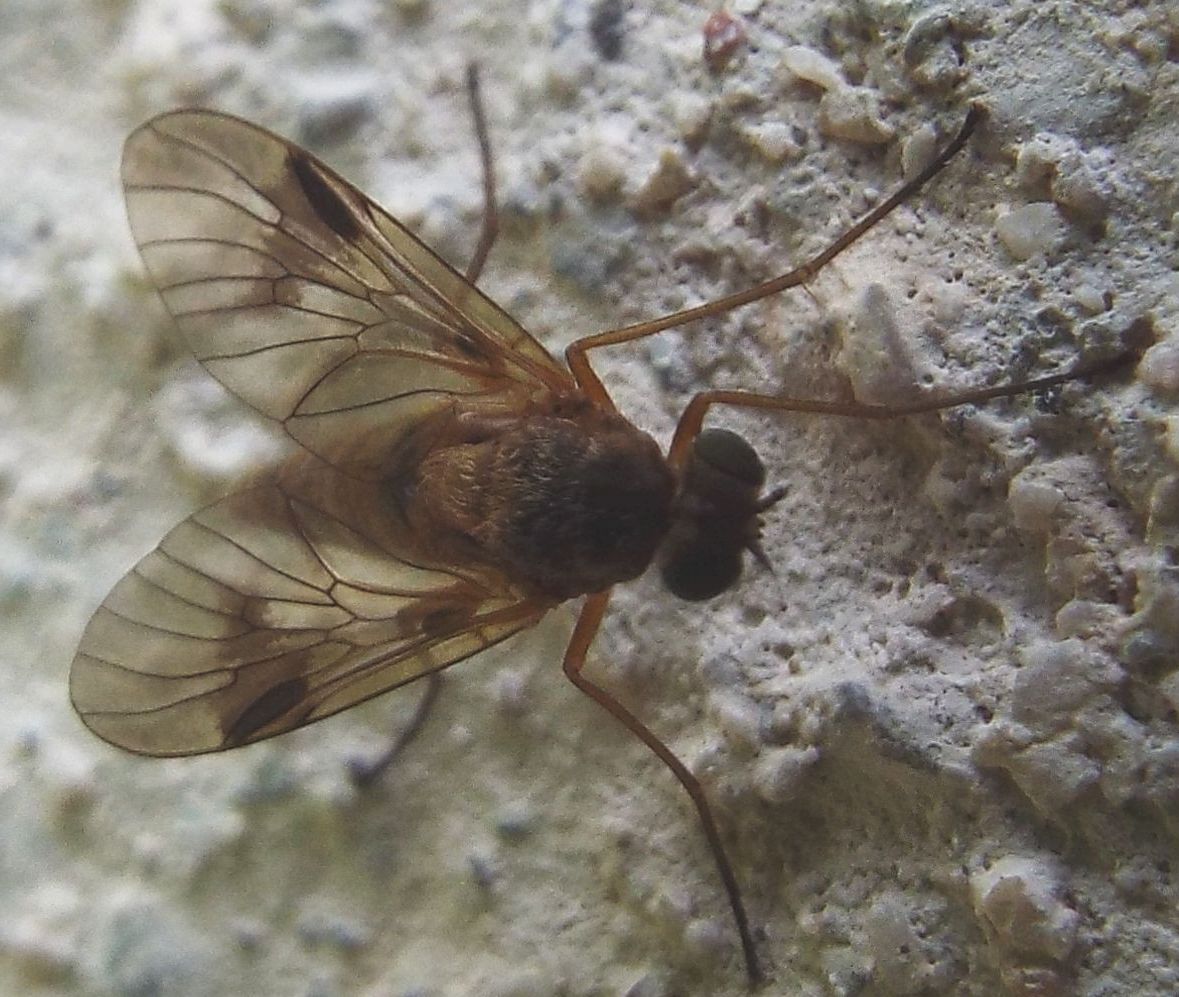 Altro Dolichopodidae? No, femmina di Chrysopilus (Rhagionidae)