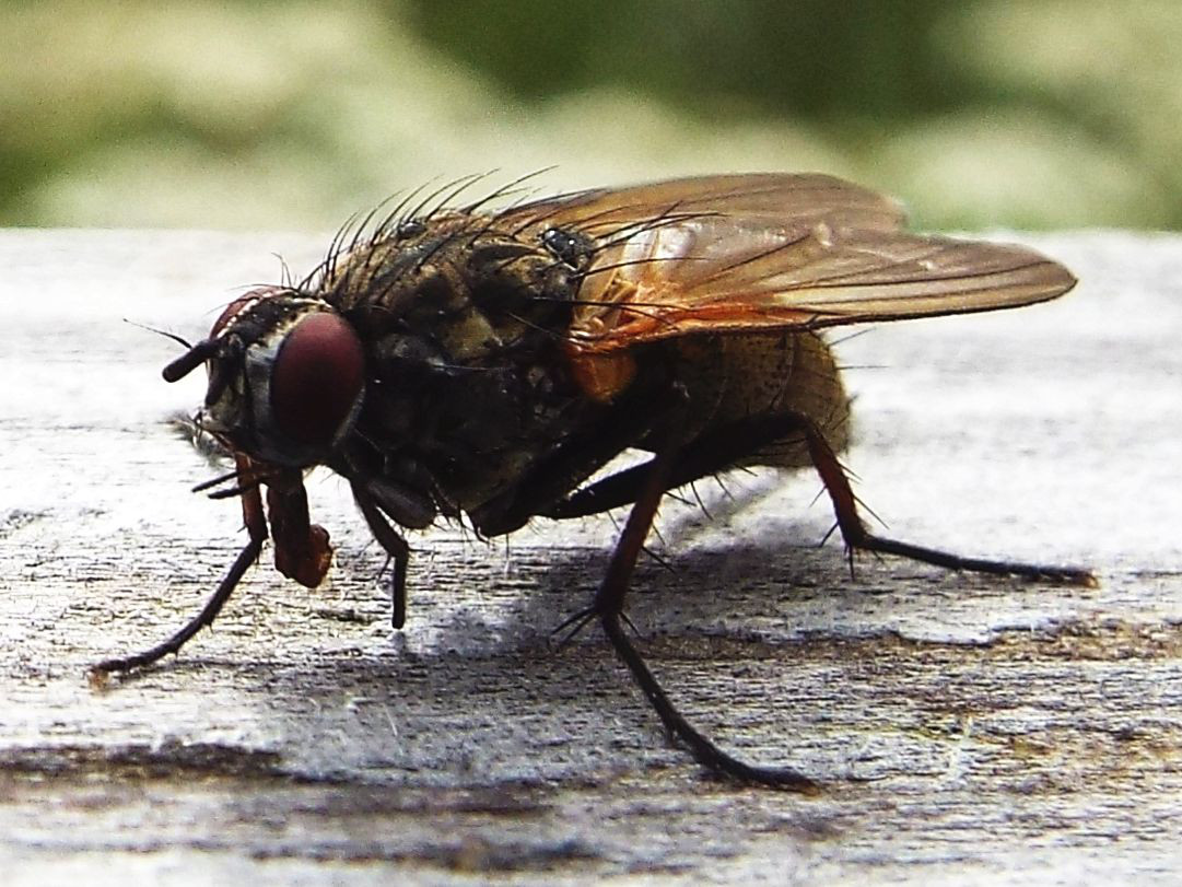 Muscidae?  No, Anthomyiidae : cfr. Hydrophoria lancifer