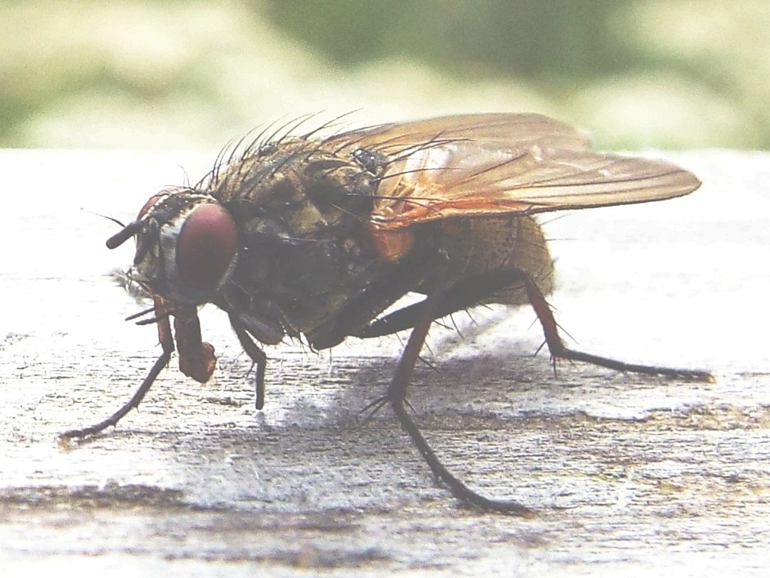 Muscidae?  No, Anthomyiidae : cfr. Hydrophoria lancifer