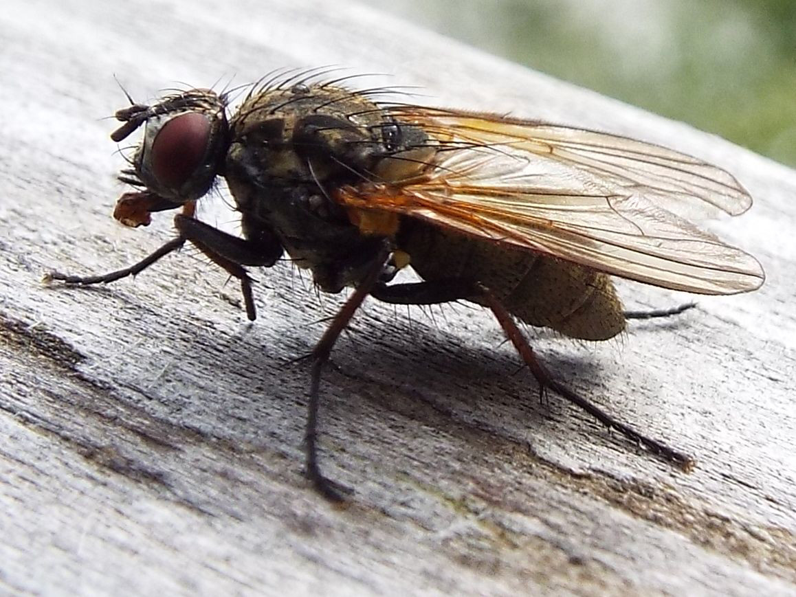 Muscidae?  No, Anthomyiidae : cfr. Hydrophoria lancifer