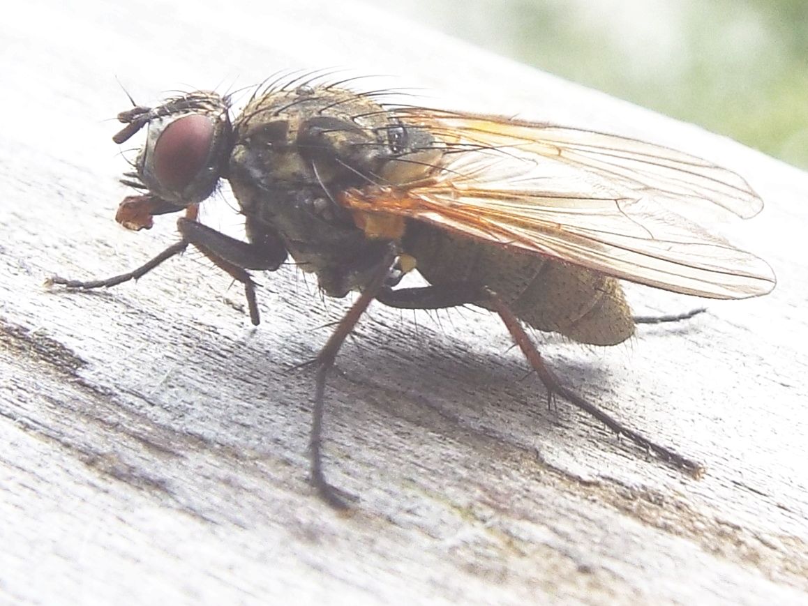 Muscidae?  No, Anthomyiidae : cfr. Hydrophoria lancifer