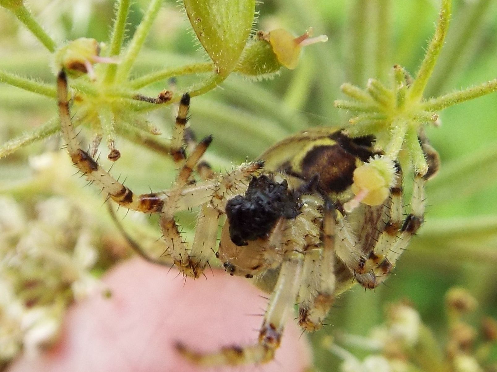 Araneidae: Araneus quadratus  - Vigo di Fassa  (TN)