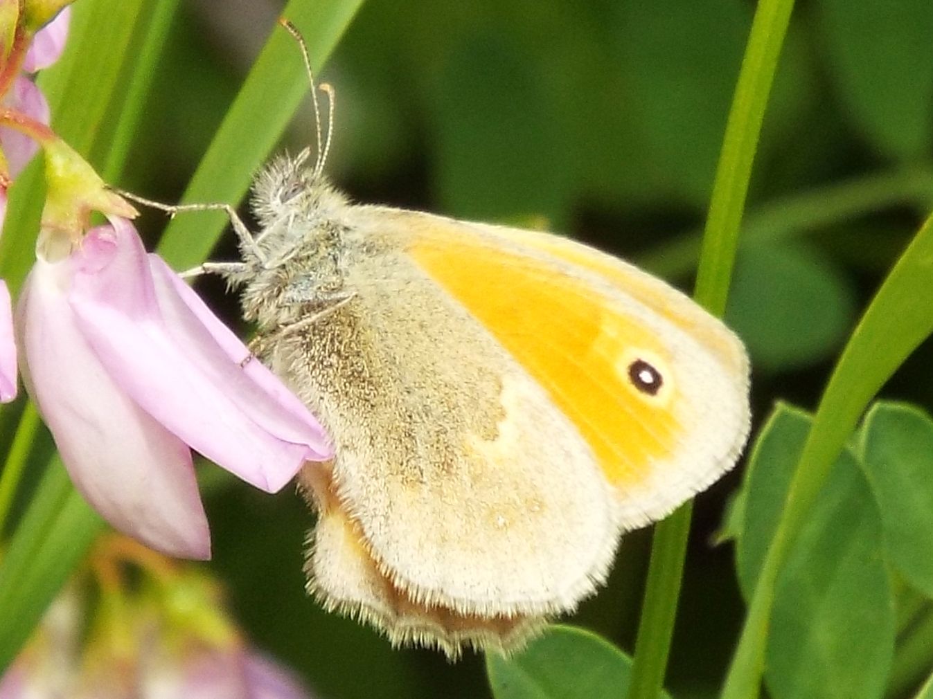 Nymphalidae Satyrinae: Coenonympha pamphilus ?  S  !