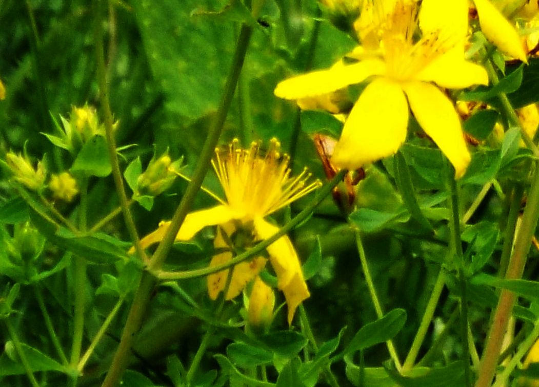 Quale iperico? Hypericum maculatum