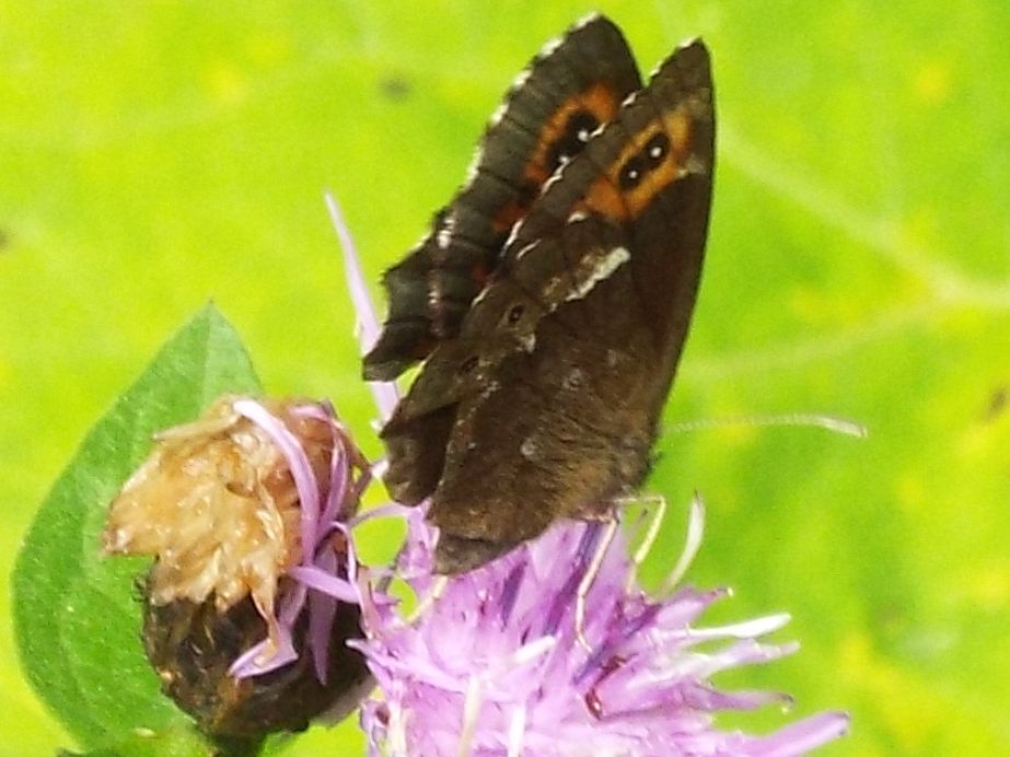 Erebia meolans ?  NO!   Erebia ligea [Nymphalidae Satyrinae]