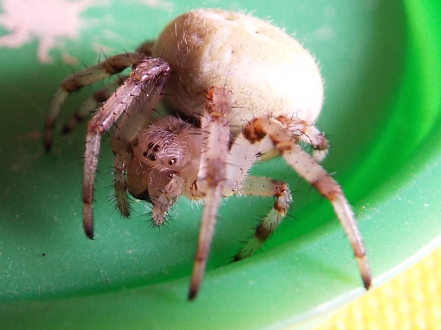 Araneidae: Araneus quadratus  - Vigo di Fassa  (TN)