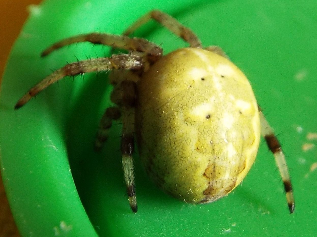 Araneidae: Araneus quadratus  - Vigo di Fassa  (TN)