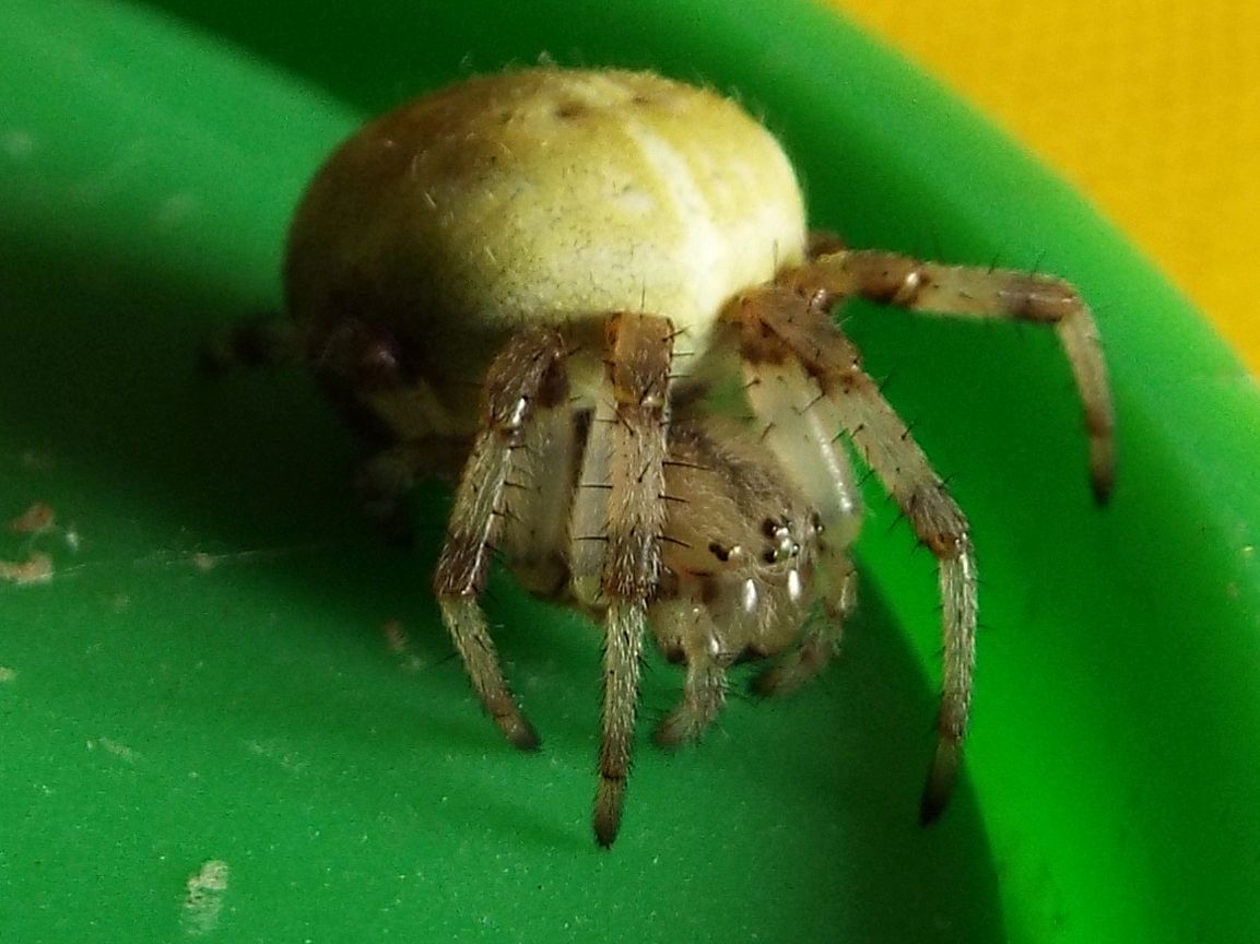 Araneidae: Araneus quadratus  - Vigo di Fassa  (TN)