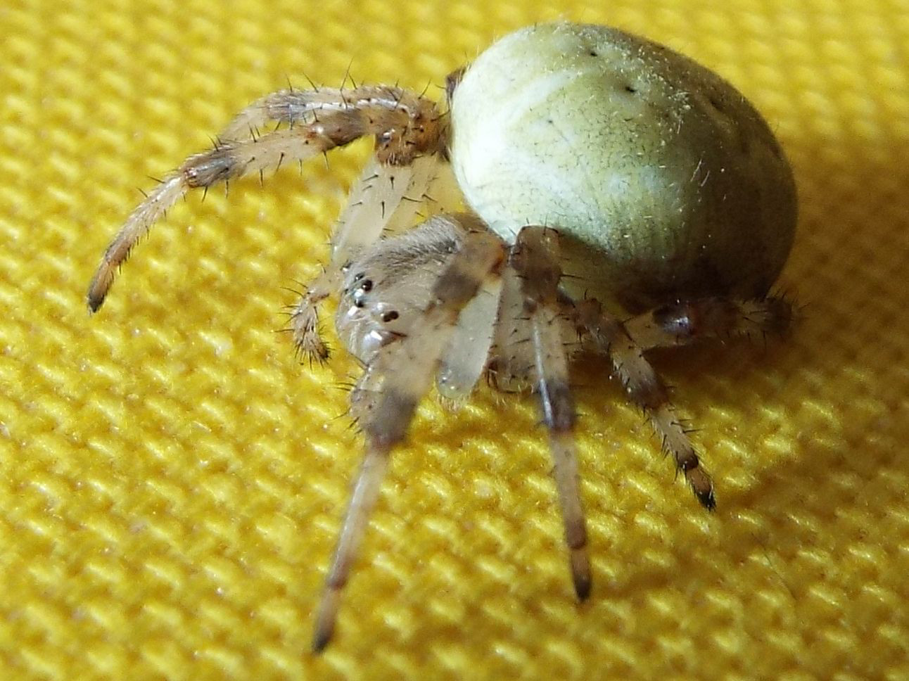 Araneidae: Araneus quadratus  - Vigo di Fassa  (TN)