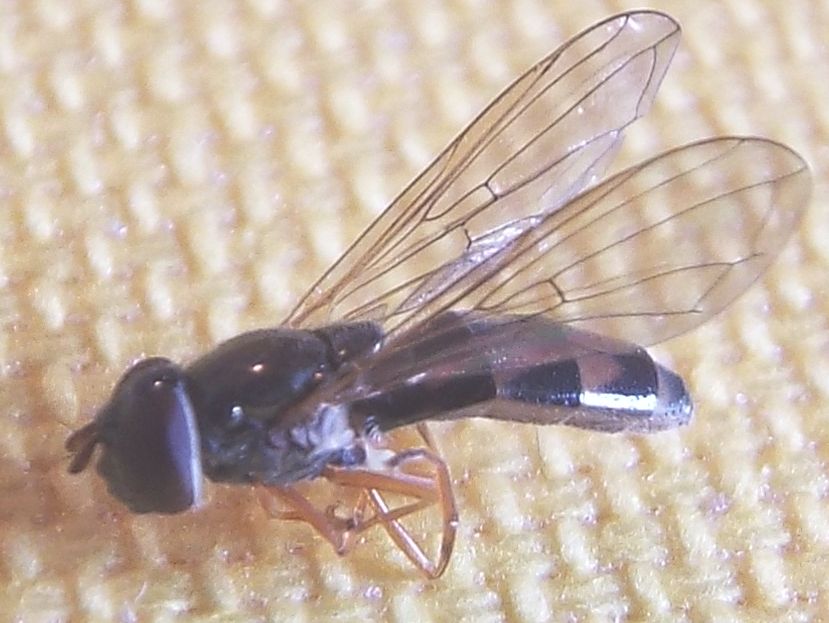 Melanostoma scalare femmina (Syrphidae)