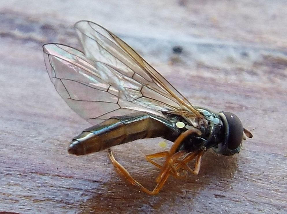 Melanostoma scalare femmina (Syrphidae)