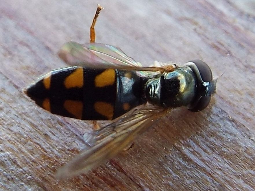 Melanostoma scalare femmina (Syrphidae)