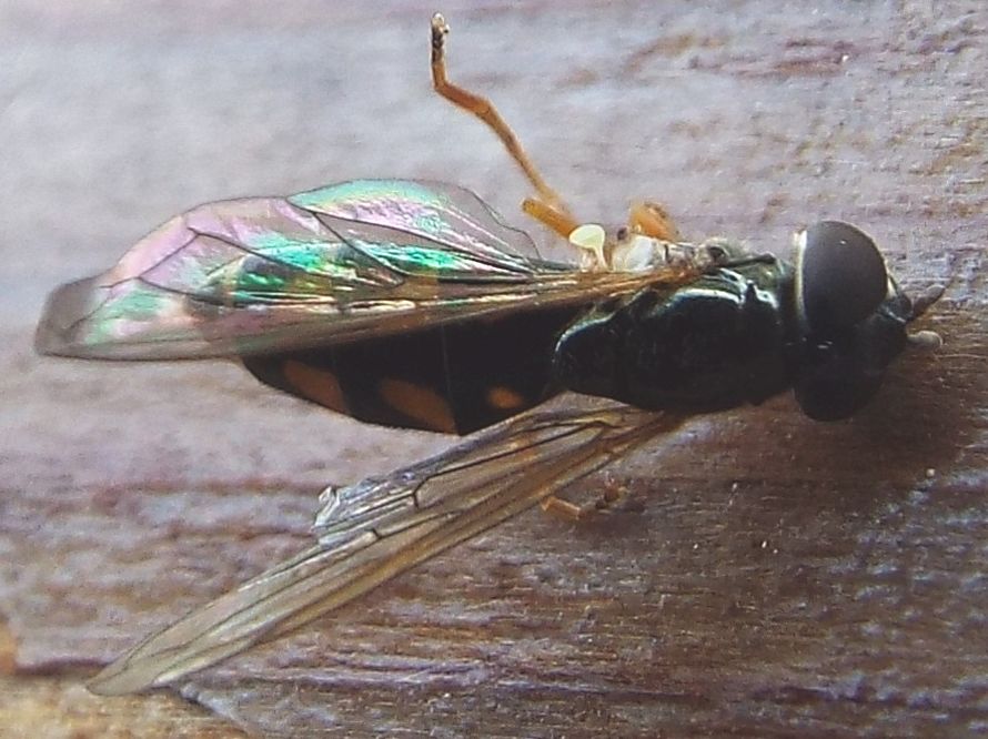 Melanostoma scalare femmina (Syrphidae)