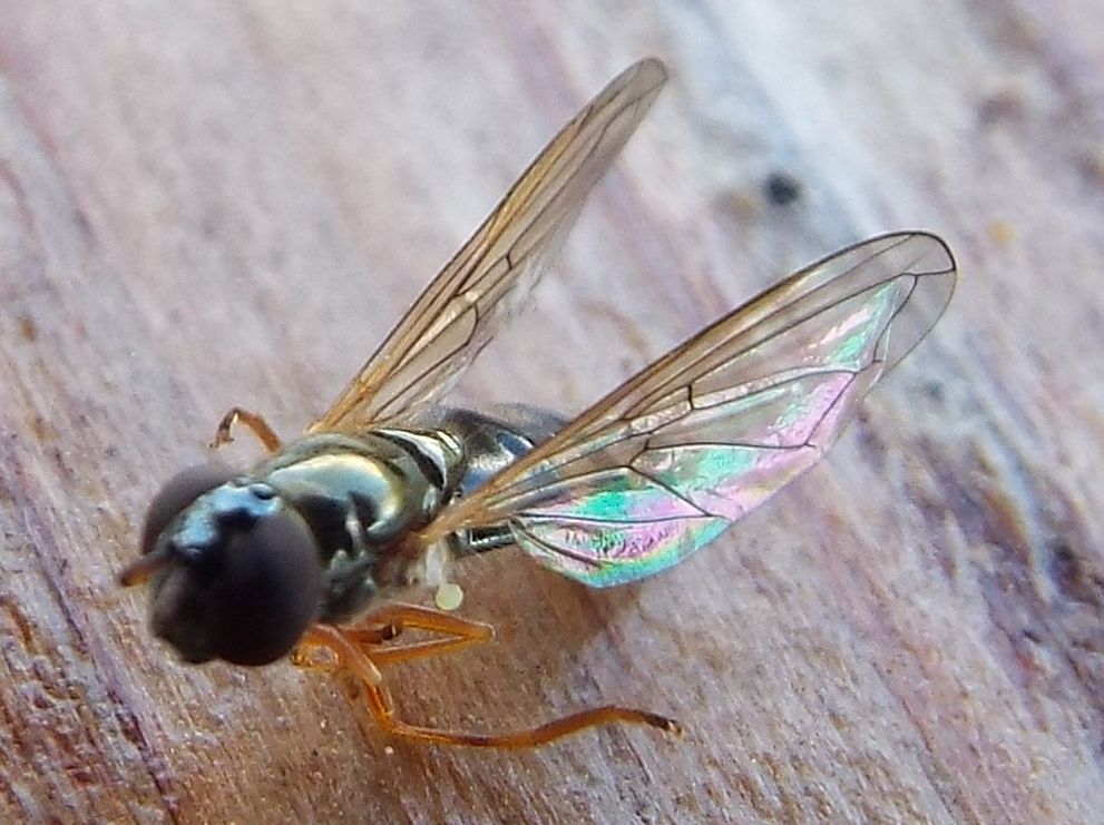 Melanostoma scalare femmina (Syrphidae)