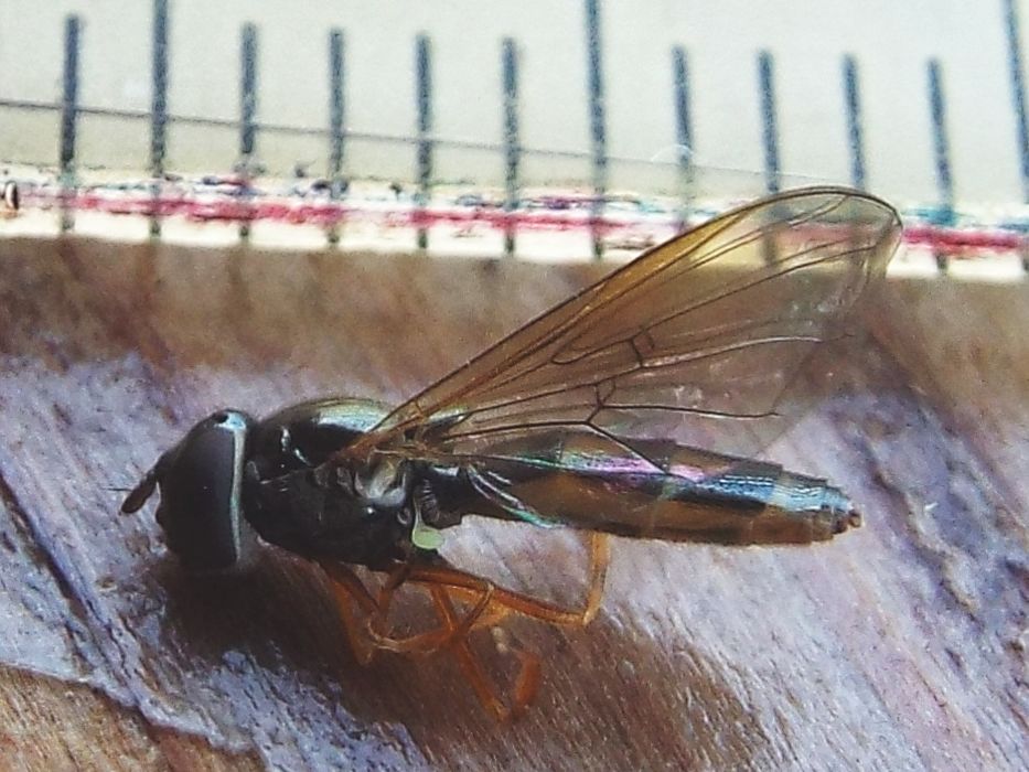 Melanostoma scalare femmina (Syrphidae)