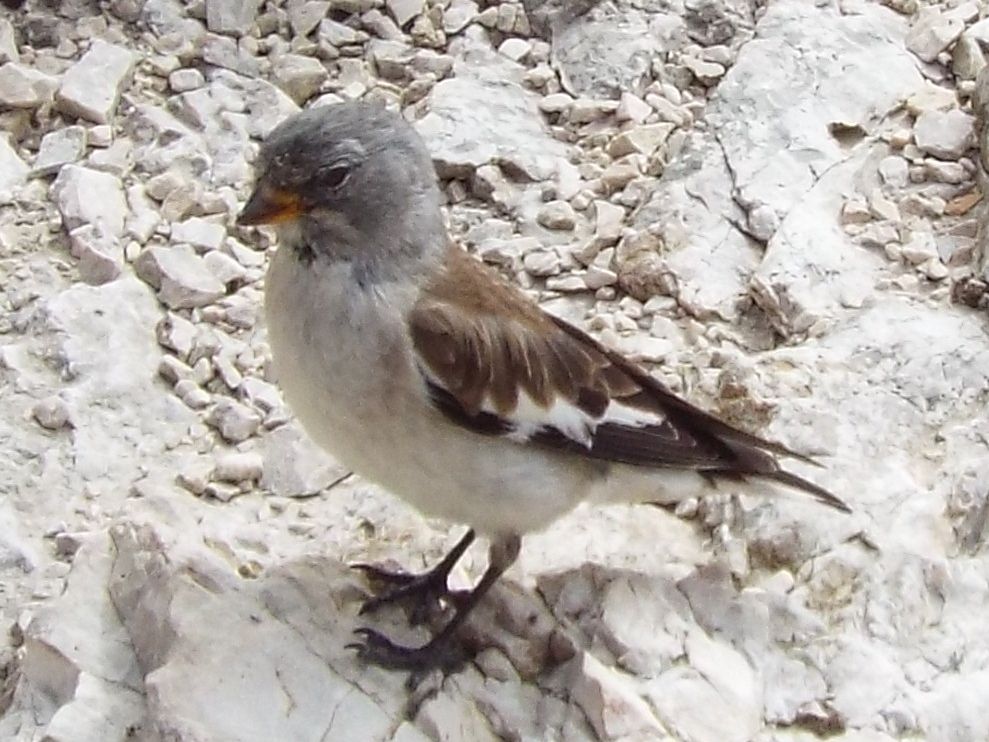 Fringuello alpino (Montifringilla nivalis - Passeriformes Ploceidae)