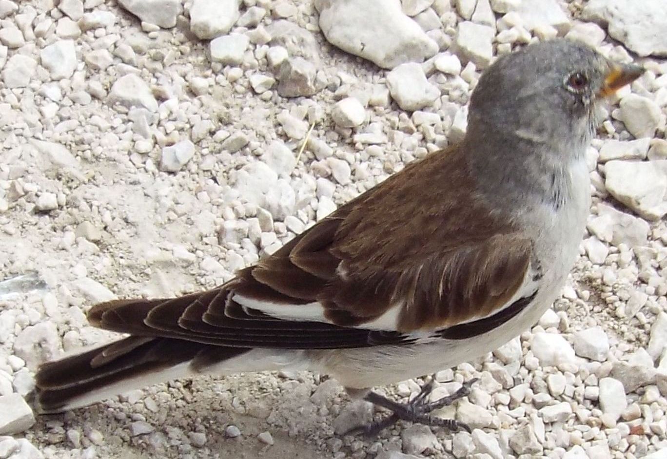 Fringuello alpino (Montifringilla nivalis - Passeriformes Ploceidae)