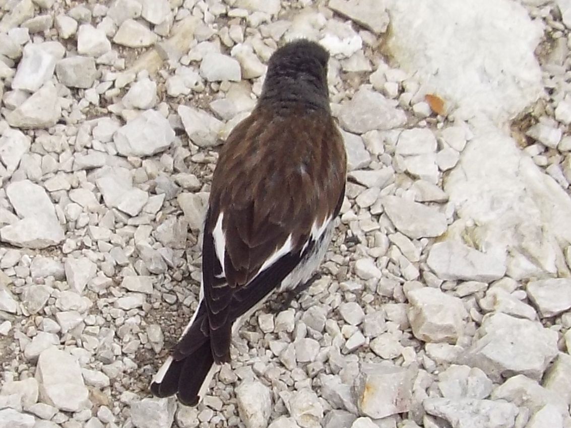 Fringuello alpino (Montifringilla nivalis - Passeriformes Ploceidae)