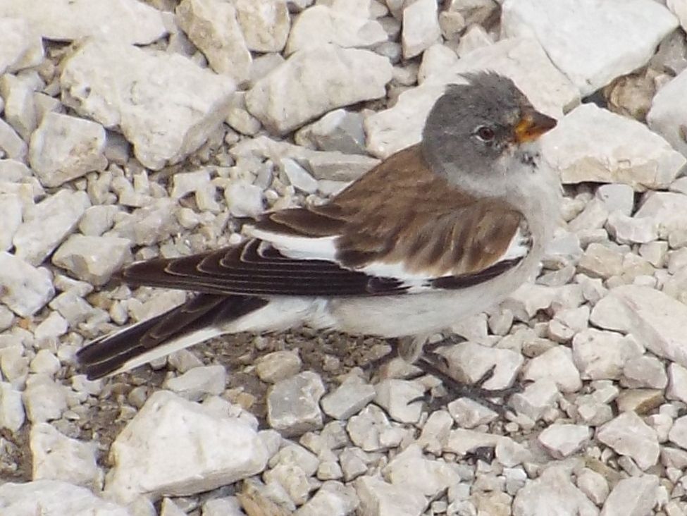 Fringuello alpino (Montifringilla nivalis - Passeriformes Ploceidae)